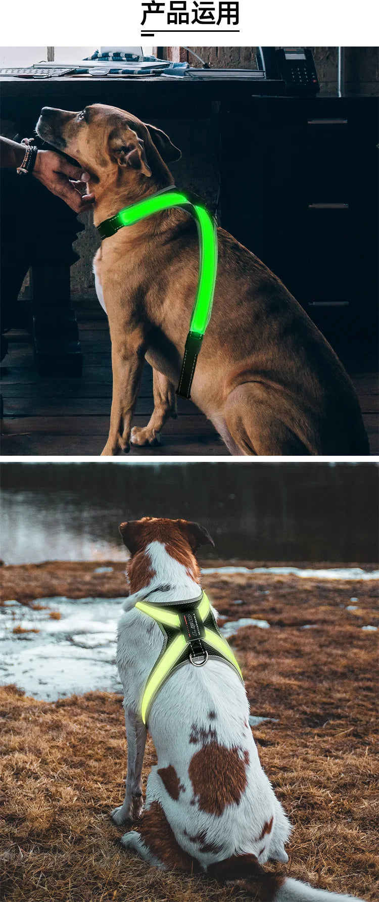 Colour Changing Adjustable Dog Harness